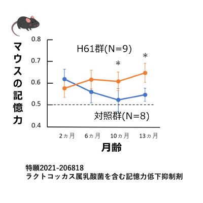 乳酸菌H61株による加齢性難聴の予防（マウス）