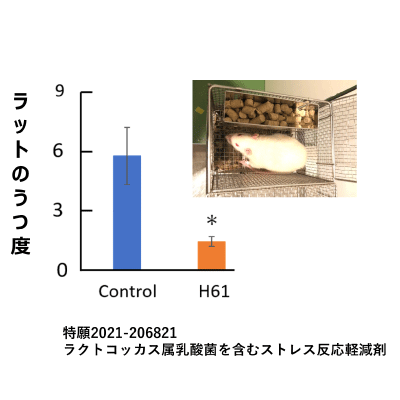 乳酸菌H61株による加齢性難聴の予防（マウス）