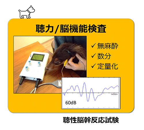 ペットの老化度評価（犬）～難聴・認知症予防のために～