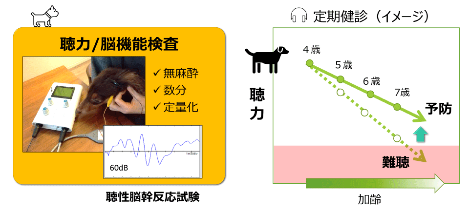 老化指標としての聴力（神経老化）
